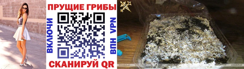 Псилоцибиновые грибы Psilocybe  Чишмы 